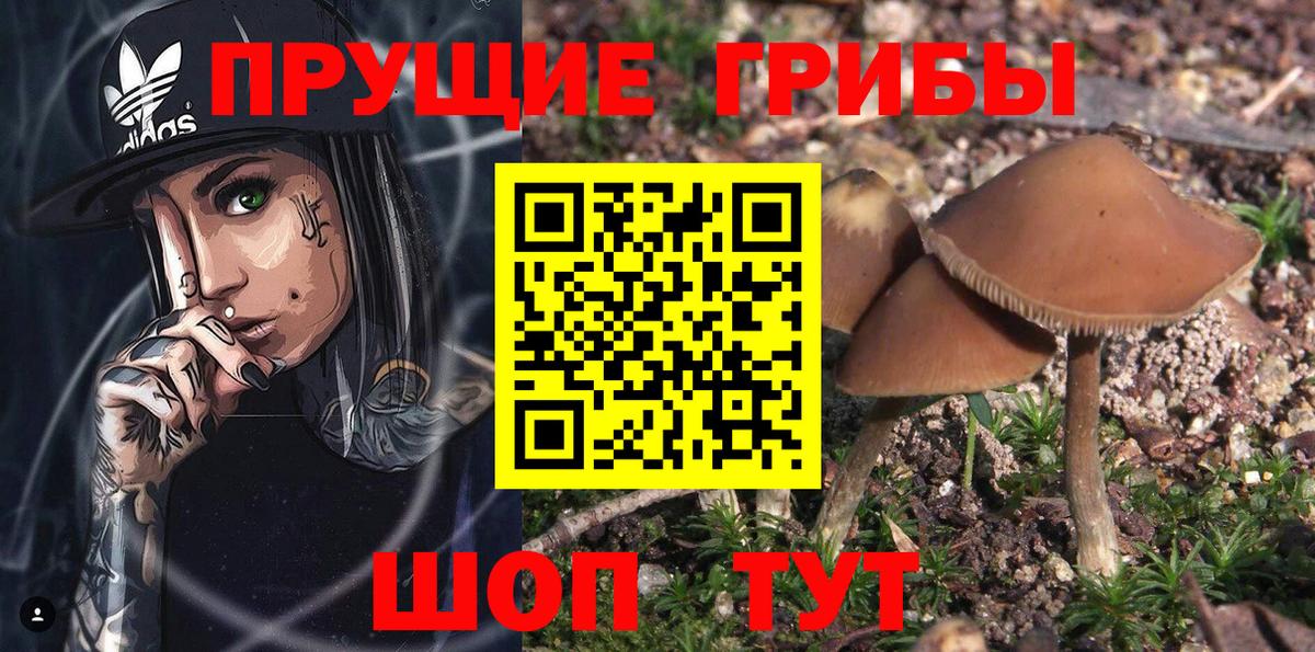 даркнет сайт  Псилоцибиновые грибы MAGIC MUSHROOMS  Вход с VPN  Псилоцибиновые грибы мицелий  Киселёвск 